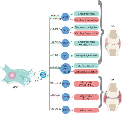 Role of microRNA Shuttled in Small Extracellular Vesicles Derived From Mesenchymal Stem/Stromal Cells for Osteoarticular Disease Treatment